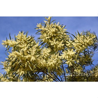 เมล็ด 5 Seeds Mimosa, Acacia Floribunda ต้นอ่อน