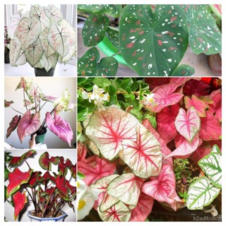 อินทรีย์็ด ใหม่็ด พร้อมส่ง บอนสี 100ใหม่็ด Mixed Colors Caladium Seeds Flower Seed บอนสีหายาก บาทไม้บอลสี บาทไ