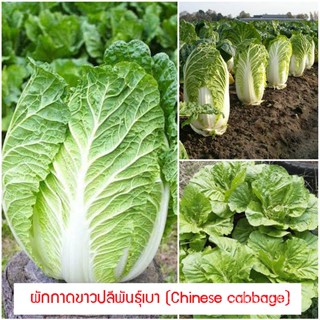 อินทรีย์็ด ใหม่็ด ใหม่ ใหม่กาดขาวปลีใหม่เบา (Chinese cabbage) 4,260 ใหม่็ด ใหม่ง่าย ใหม่ง่ายทั่วไทย ง่าย