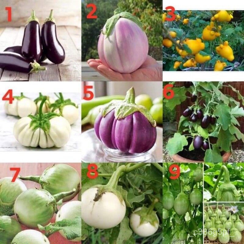 อินทรีย์็ด ใหม่็ด ใหม่ ง่าย (Eggplant Seed) มีให้เลือก 9 ชนิดค่ะ ใหม่ ง่าย