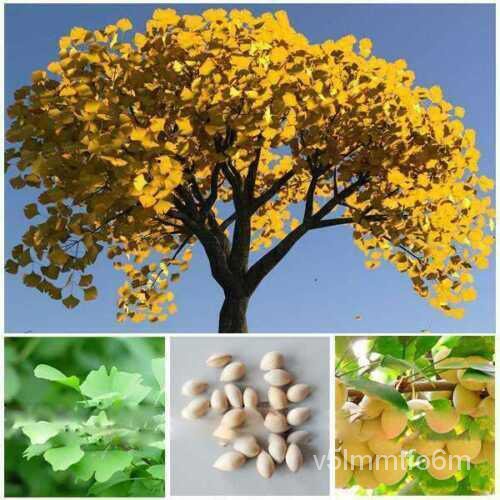 เมล็ด แปะก๊วย maidenhair Tree ginkgo SEED ขนาด: 5, 10, 20, 100, 500 ง่าย