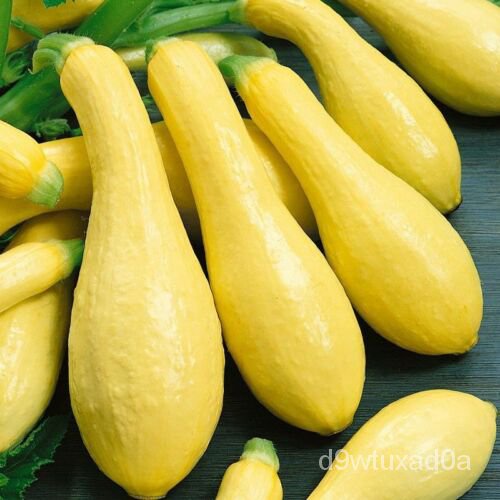 เมล็ด 5 15 30เมล็ดตรงคอสควอช | Non-GMO | Heirloom | cucurbita PEP ง่าย