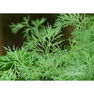 flowersเมล็ด-50เมล็ดดิล QTGP