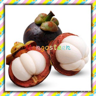 เมล็ดพันธุ์คุณภาพสูงในสต็อกในประเทศไทย（อัตราการงอก 90%）50Pcs/Pack Mangosteen Seeds Tropical Sour Sweet Fruit Seeds Garde