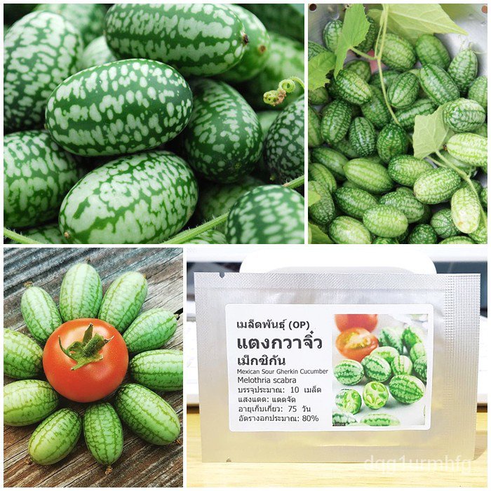 （เมล็ด）การ การกวาจิ๋ว เม็กซิกัน (Mexican Sour Gherkin Cucumber Seed) บรรจุ /งอก ปลูก/งอก  การ