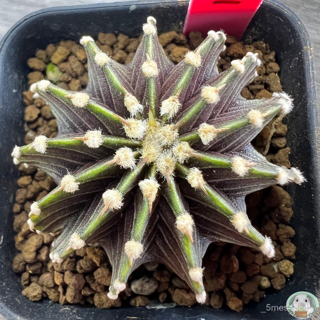 (R12) การยิมโน LB2178 แท้  13 พู ไม้เมล็ด - (gymnocalycium) - แคคตัส/งอก ปลูก/งอก เมล็ด/งอก การ