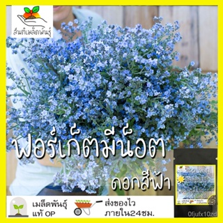 เมล็ด เพาะ ใหม่ ฟอร์เก็ตมีน็อต เพาะสีฟ้า 100 ใหม่็ด Chinese Forget me not ใหม่แท้ นำเข้าจากต่างประเทศ  ใหม่ ผัก