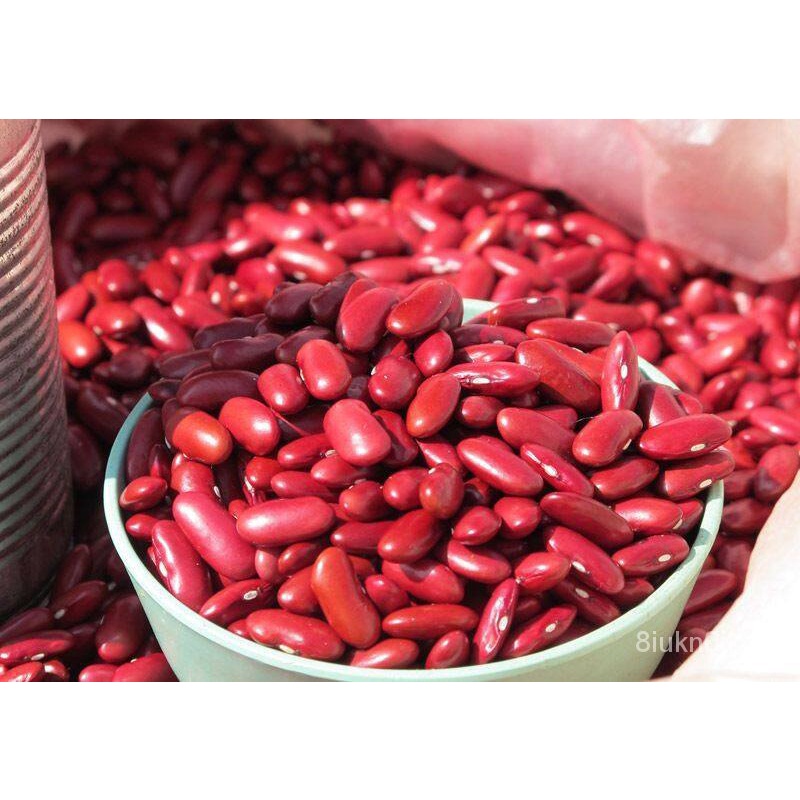 เมล็ด ใหม่็ด ใหม่ ถั่วแดงหลวง (Kidney Bean Seeds) ใหม่ เพาะ