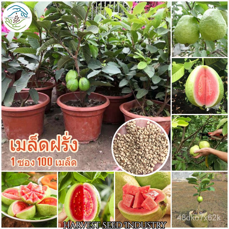 เมล็ด ของแท้100% ใหม่เพาะใหม่เพาะทั่วไทย 100ใหม่็ด ใหม่ฝรั่ง Guava Seeds (Fruit Seeds for Plant ข้าว