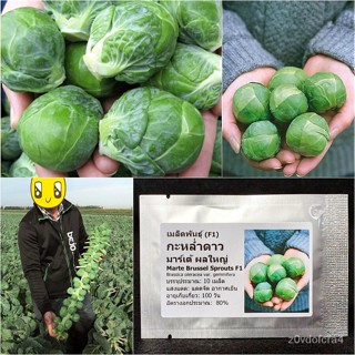 เมล็ด ใหม่ กะหล่ำดาวผลใเพาะ่ มาร์เต้ Marte Brussel Sprouts F1 Seed 10 ใหม่็ด คุณภาพดี ของแท้ 100%haoha ด