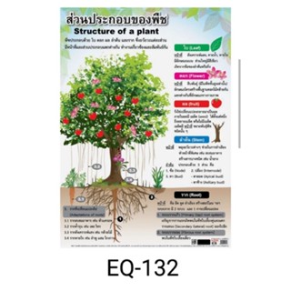 ส่วนประกอบของพืช EQ 132 โปสเตอร์สื่อการสอน  หุ้มพลาสติก ขนาด 50 * 70 cm