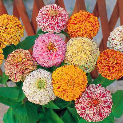🌹🍀🌺Zinnia DAHLIA peppermint MIX seeds (เมล็ด100)🌺