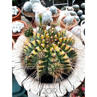 ยิมโนด่าง gymnocalycium clone Cats Eye