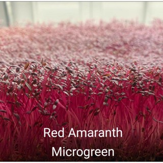 Red Amaranth Microgreen 5 กรัม เมล็ดนำเข้า