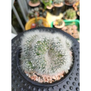 กระบองเพชร แคคตัส แมมบูมิไอคริส Mammillaria Baumii Cristata อยู่ในกระถาง 4 นิ้ว  พร้อมส่ง