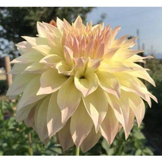 1 หัว /ชุุด เหง้า ต้นรักเร่ Dahlia สายพันธุ์ Ireland สีขาว หัวรักเร่ ดอกรักเร่ รักแรกพบ เฟิร์สเลิฟ