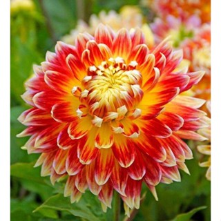 1 หัว /ชุุด เหง้า ต้นรักเร่ Dahlia สายพันธุ์ Akita สีส้ม หัวรักเร่ ดอกรักเร่ รักแรกพบ เฟิร์สเลิฟ