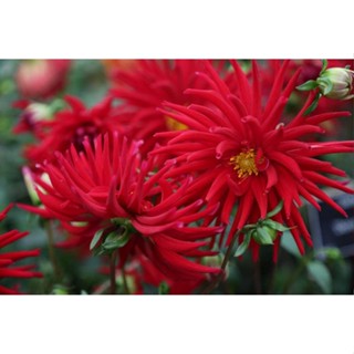 1 หัว /ชุุด เหง้า ต้นรักเร่ Dahlia สายพันธุ์ Doris Day สีแดง หัวรักเร่ ดอกรักเร่ รักแรกพบ เฟิร์สเลิฟ