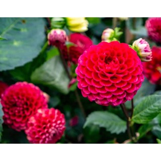 1 หัว /ชุุด เหง้า ต้นรักเร่ Dahlia สายพันธุ์ Cornel สีแดง หัวรักเร่ ดอกรักเร่ รักแรกพบ เฟิร์สเลิฟ