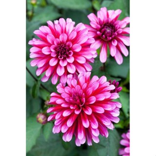 1 หัว /ชุุด เหง้า ต้นรักเร่ Dahlia สายพันธุ์ Ruby Murray สีม่วง หัวรักเร่ ดอกรักเร่ รักแรกพบ เฟิร์สเลิฟ