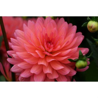 1 หัว /ชุุด เหง้า ต้นรักเร่ Dahlia สายพันธุ์ Karma Fuchsiana สีชมพู หัวรักเร่ ดอกรักเร่ รักแรกพบ เฟิร์สเลิฟ