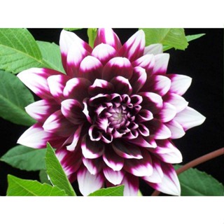 1 หัว /ชุุด เหง้า ต้นรักเร่ Dahlia สายพันธุ์ Mystery Day สีม่วง หัวรักเร่ ดอกรักเร่ รักแรกพบ เฟิร์สเลิฟ