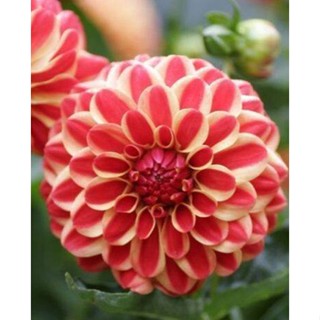 1 หัว /ชุุด เหง้า ต้นรักเร่ Dahlia สายพันธุ์ Jescot Lingold สีแดง หัวรักเร่ ดอกรักเร่ รักแรกพบ เฟิร์สเลิฟ
