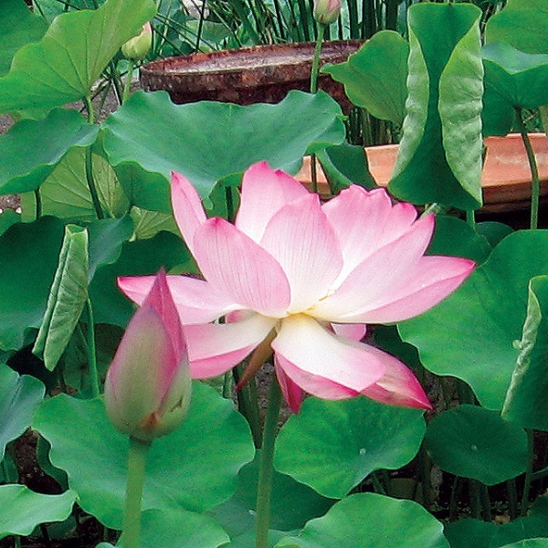 5 เมล็ดพันธุ์ บัว สายพันธุ์ Chawan Lotus สีขาวอมชมพู