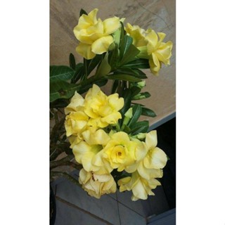 5 เมล็ดพันธุ์ ชวนชม ลูกผสมไฮบริด สายพันธุ์ Pearl Yellow สีเหลือง กุหลาบทะเลทราย Adenium seed