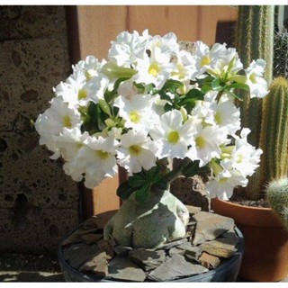 5 เมล็ดพันธุ์ ชวนชม ลูกผสมไฮบริด สายพันธุ์ Snow hybrid สีขาว กุหลาบทะเลทราย Adenium seed