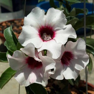 5 เมล็ดพันธุ์ ชวนชม ลูกผสมไฮบริด สายพันธุ์ Sandra K02 สีขาว กุหลาบทะเลทราย Adenium seed