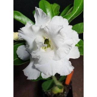 5 เมล็ดพันธุ์ ชวนชม ลูกผสมไฮบริด สายพันธุ์ white hybrid สีขาว กุหลาบทะเลทราย Adenium seed