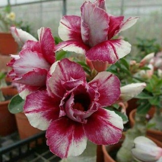 5 เมล็ดพันธุ์ ชวนชม ลูกผสมไฮบริด สายพันธุ์ Purple Bella สีม่วง กุหลาบทะเลทราย Adenium seed