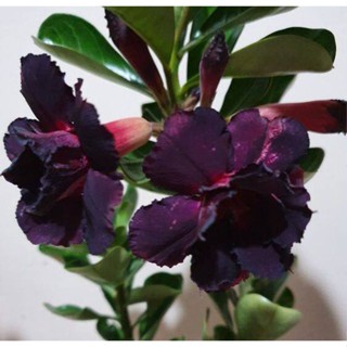 5 เมล็ดพันธุ์ ชวนชม ลูกผสมไฮบริด สายพันธุ์ Black Pearl สีดำ กุหลาบทะเลทราย Adenium seed