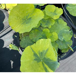 3 เมล็ดพันธุ์ บัว บัวสวยงาม บัวอ่าง บัวบึง สายพันธุ์ Variegated Leaves สีใบด่าง