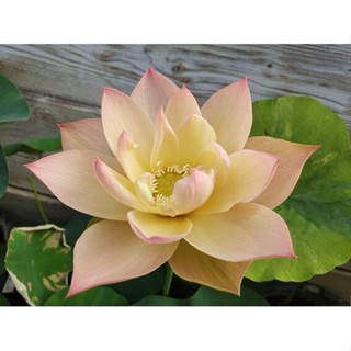 3 เมล็ดพันธุ์ บัว บัวสวยงาม บัวอ่าง บัวจิ๋ว บัวแคระ สายพันธุ์ Golden Sunset สีส้ม โอรส Lotus Seeds