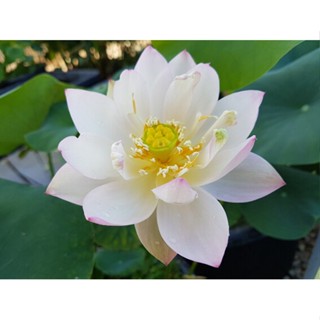 3 เมล็ดพันธุ์ บัว บัวสวยงาม บัวอ่าง บัวจิ๋ว บัวแคระ สายพันธุ์ Decorated Lantern สีขาว Lotus Seeds