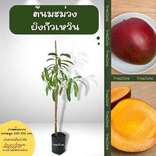 ต้นมะม่วงผิงกั่วเหวิน สูง100-120 cm. (เกรดพรีเมียม ประกันพันธุ์แท้100%)