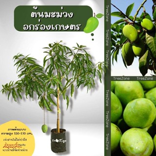 มะม่วงอกร่องเกษตร(ทวาย) (ไซซ์เล็ก) สูง 90-130 cm. (เกรดพรีเมียม ประกันพันธุ์แท้100 %)