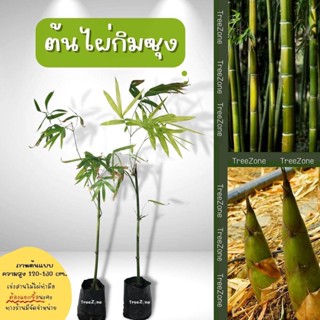 ต้นไผ่กิมซุง สูง 120-130 cm. (เกรดพรีเมียม ประกันพันธุ์100%)