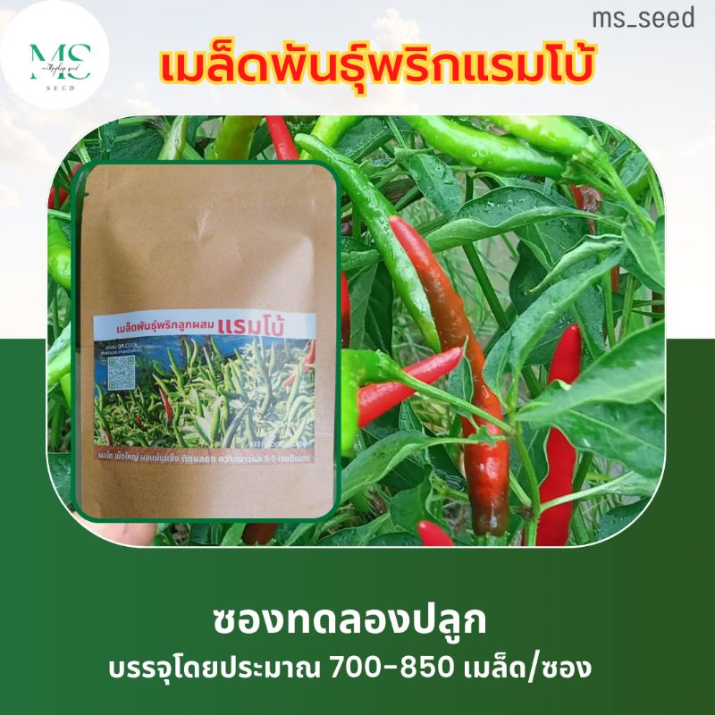 🌶️พริกแรมโบ้ แบบซองทดลองปลูกพริกผลดก ปลูกง่ายโตเร็ว