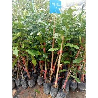 ต้นมะกรูด(เสียบยอด) สูง 50-60 ซม. ลูกดก ต้นเตี้ย ติดผลเร็ว