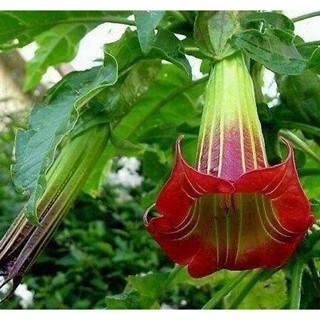 30 เมล็ดพันธุ์ เมล็ด เมล็ดพันธุ์ ต้นดอกระฆัง ดอกลำโพง แตรนางฟ้า Datura metel L. Angel Trumpet