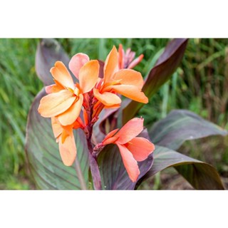 15 เมล็ดพันธุ์ เมล็ด เมล็ดพันธุ์ พุทรักษาแคระCanna Lily