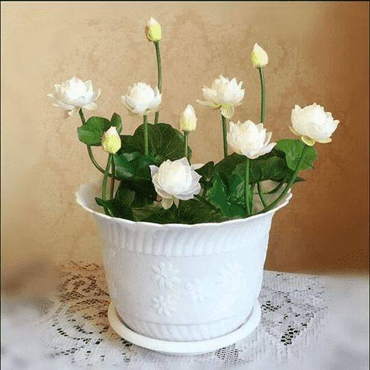 8 เมล็ด สีขาว เมล็ดบัว บัวญี่ปุ่น บัวญี่ปุ่นแคระ เมล็ดเล็ก ดอกดกทั้งปี Lotus Waterlily