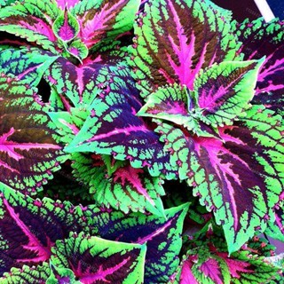 100 เมล็ดพันธุ์ เมล็ด ฤษีผสม  เป็นไม้พุ่มโตเร็ว ใบมีหลายสี Plectranthus scutellarioides (Coleus)