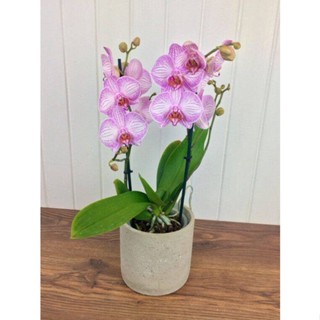 30 เมล็ดพันธุ์ เมล็ดกล้วยไม้ ฟาแลนนอปซิส (Phalaenopsis Orchids) Orchid flower