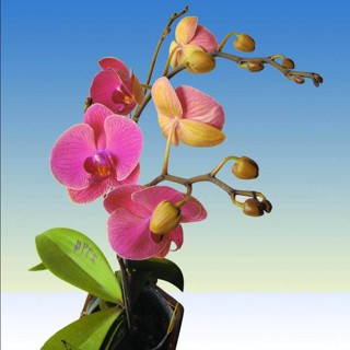 30 เมล็ดพันธุ์ เมล็ดกล้วยไม้ ฟาแลนนอปซิส (Phalaenopsis Orchids) Orchid flower