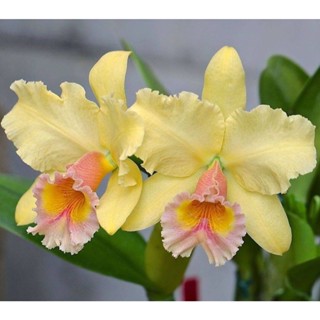 30 เมล็ดพันธุ์ เมล็ดกล้วยไม้ แคทลียา (Cattleya Orchids) Orchid flower