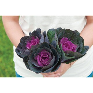 50 เมล็ดพันธุ์ กะหล่ำประดับ (Ornamental Cabbage) Cabbage flower